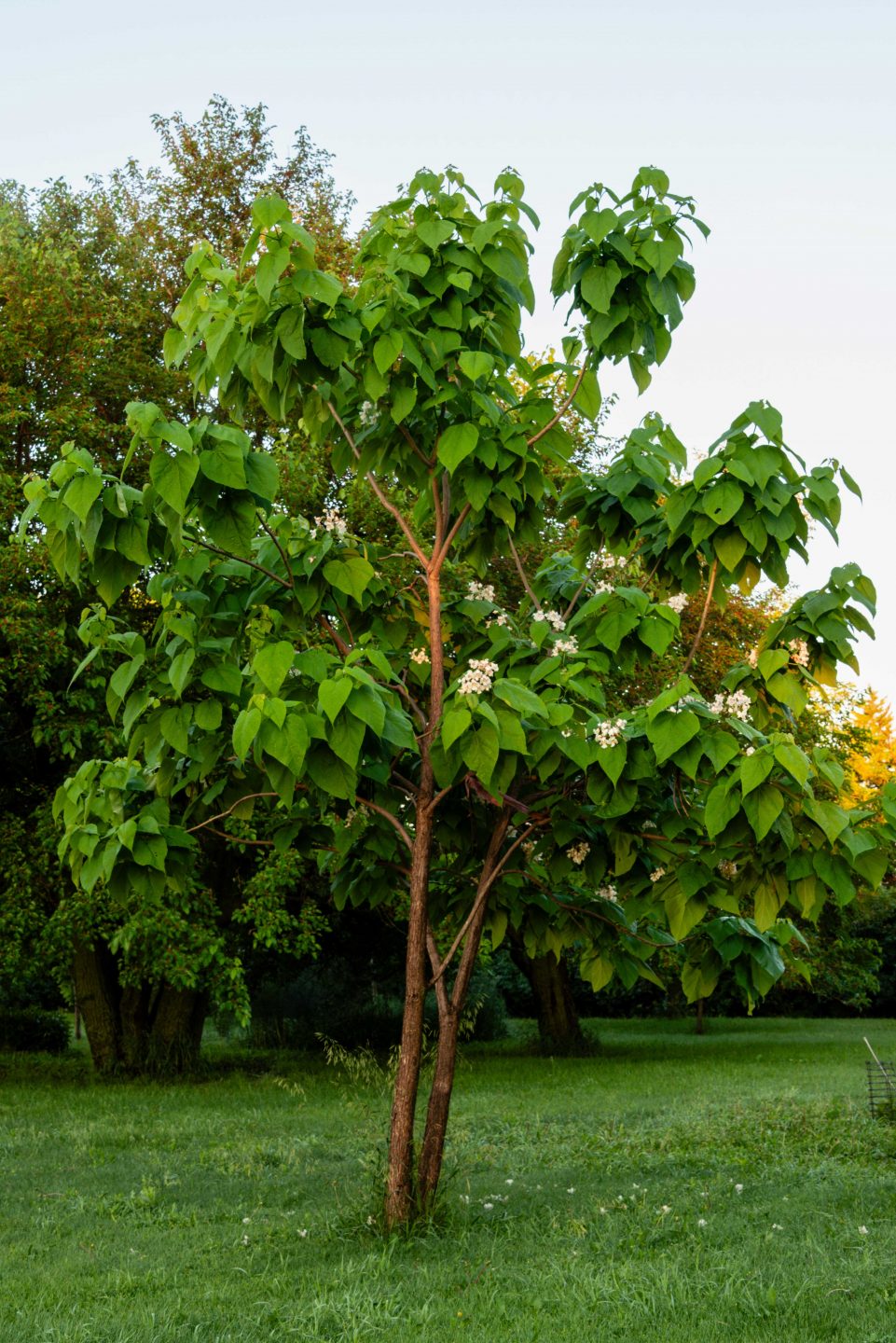 A young northern catalpa tree in bloom.