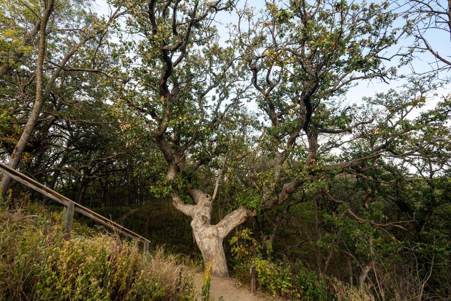 Ponca State Park’s historic Old Wolf Oak.