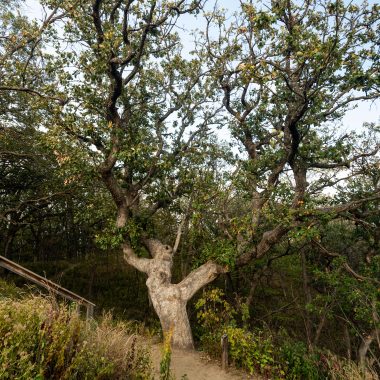 Ponca State Park’s historic Old Wolf Oak.