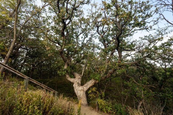 Ponca State Park’s historic Old Wolf Oak.