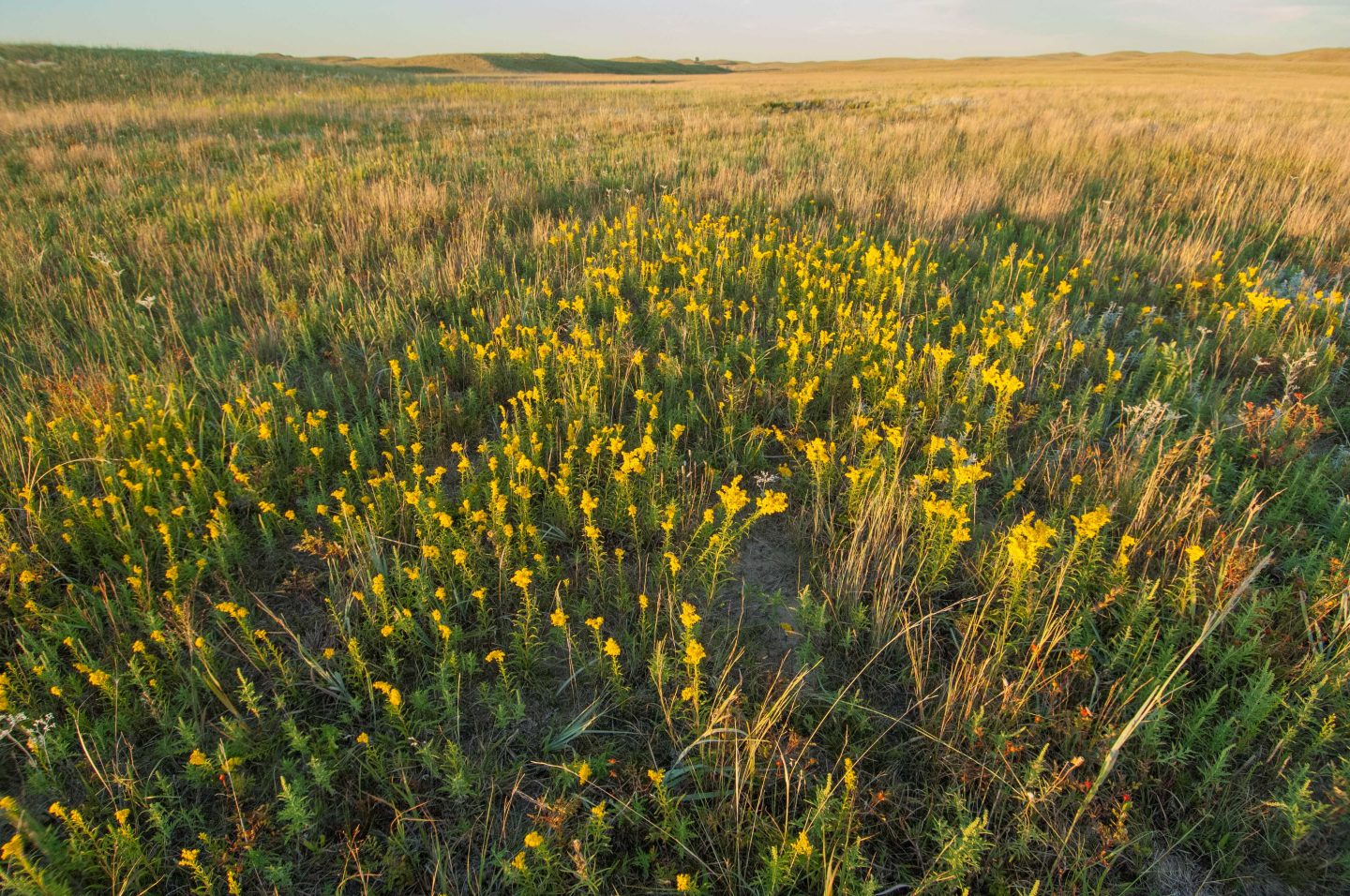 grassland