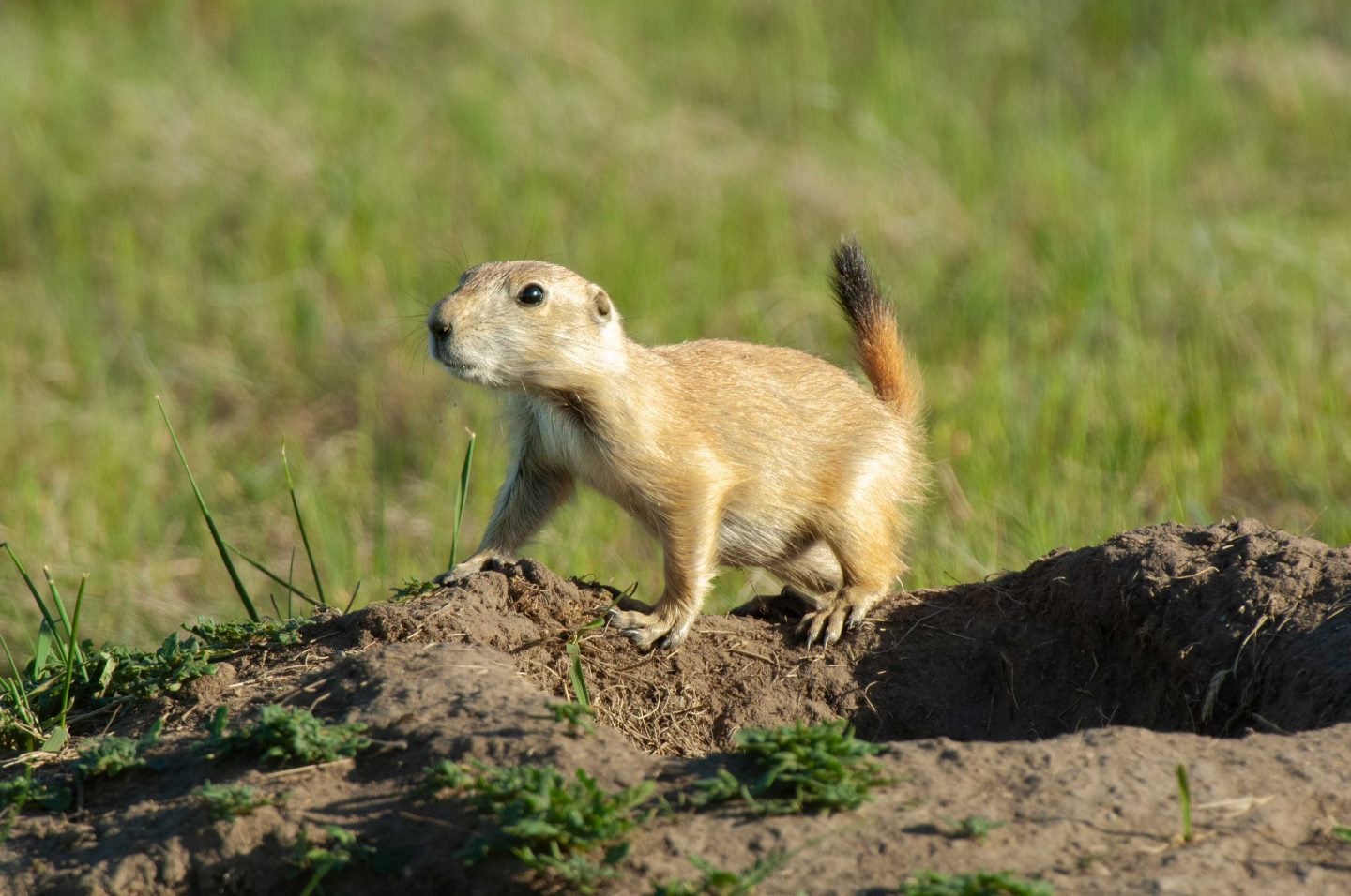 Prairie dog standing outside of a burrow mound.