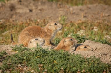 A prairie dog family group, called a coterie.