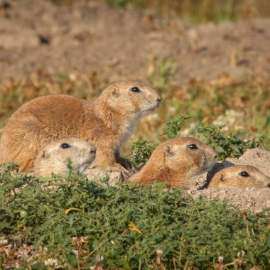 A prairie dog family group, called a coterie.
