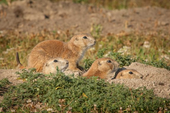 A prairie dog family group, called a coterie.