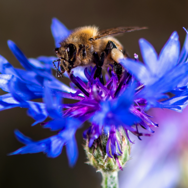 A honeybee perched on a Bachelor Button flower.