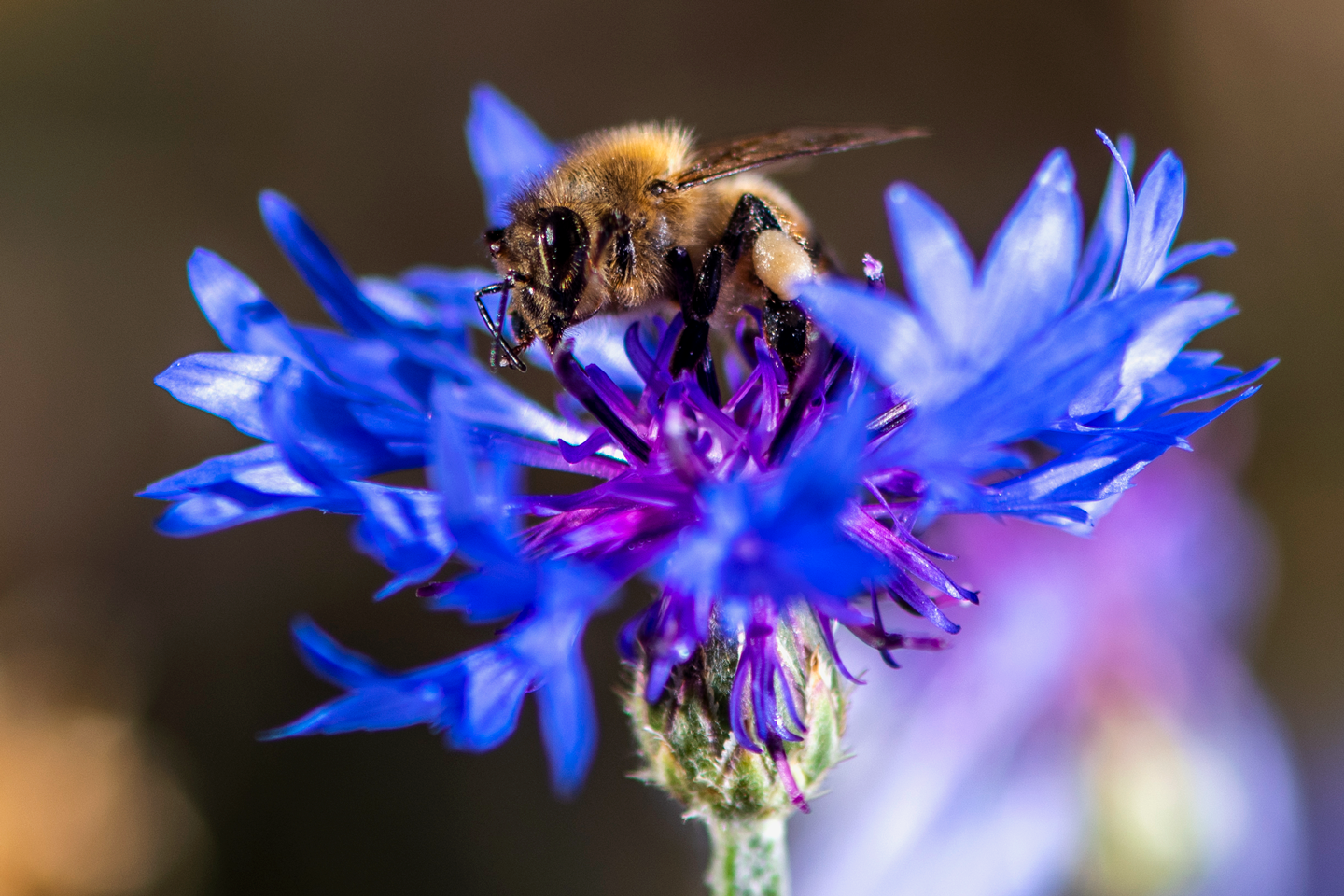 A honeybee perched on a Bachelor Button flower.
