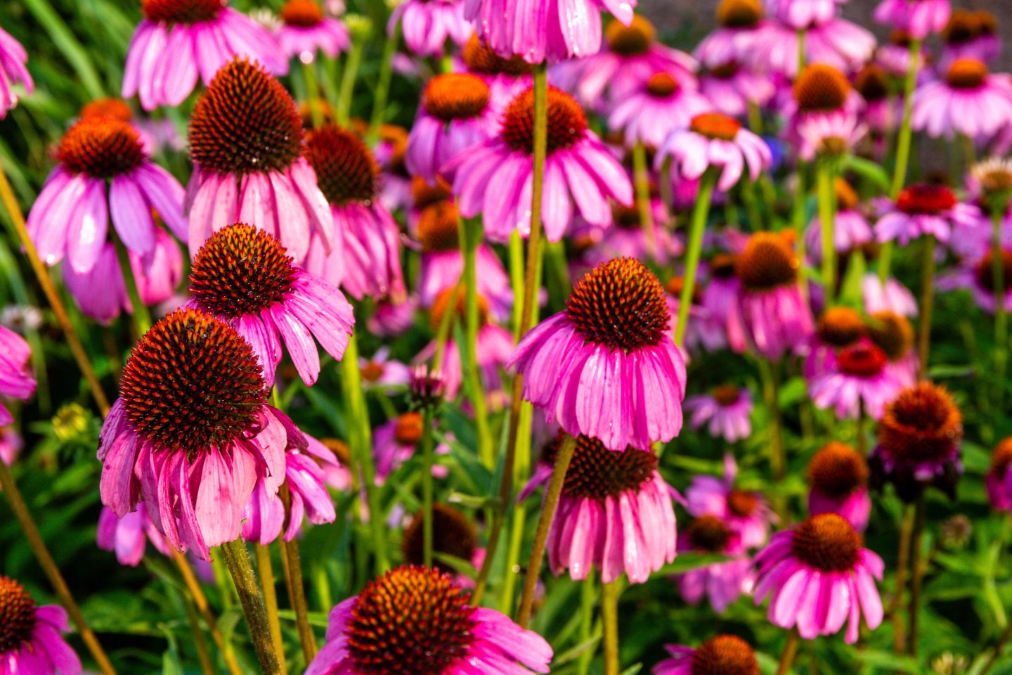 Purple coneflower growing in a flower garden on Nebraska Game and Parks Commission property in Lincoln.