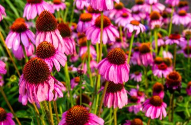 Purple coneflower growing in a flower garden on Nebraska Game and Parks Commission property in Lincoln.