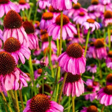 Purple coneflower growing in a flower garden on Nebraska Game and Parks Commission property in Lincoln.