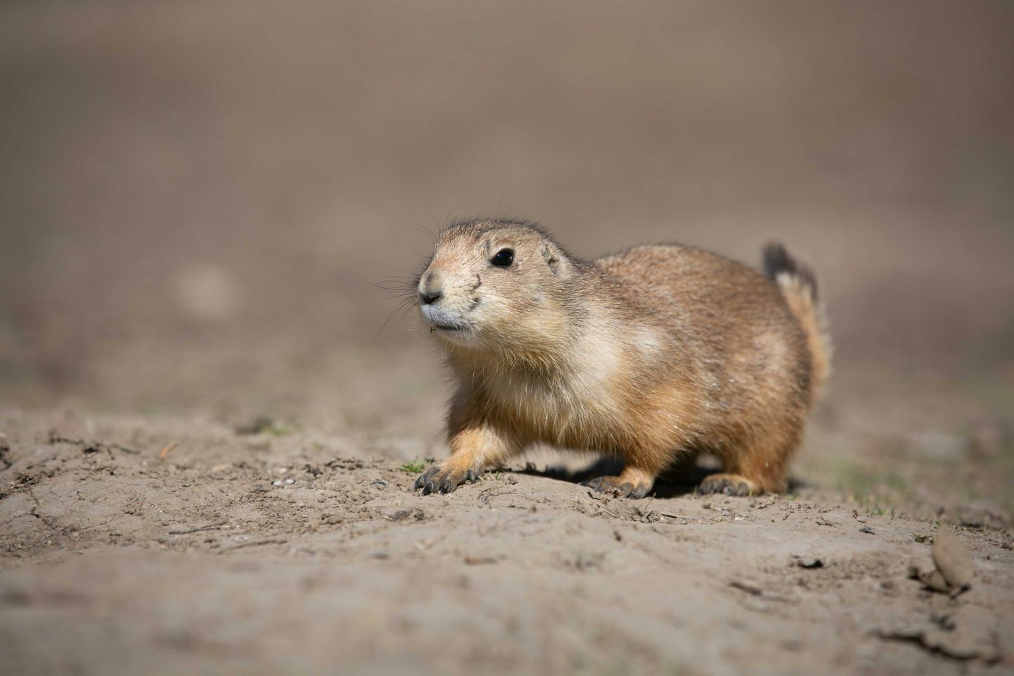prairie dog
