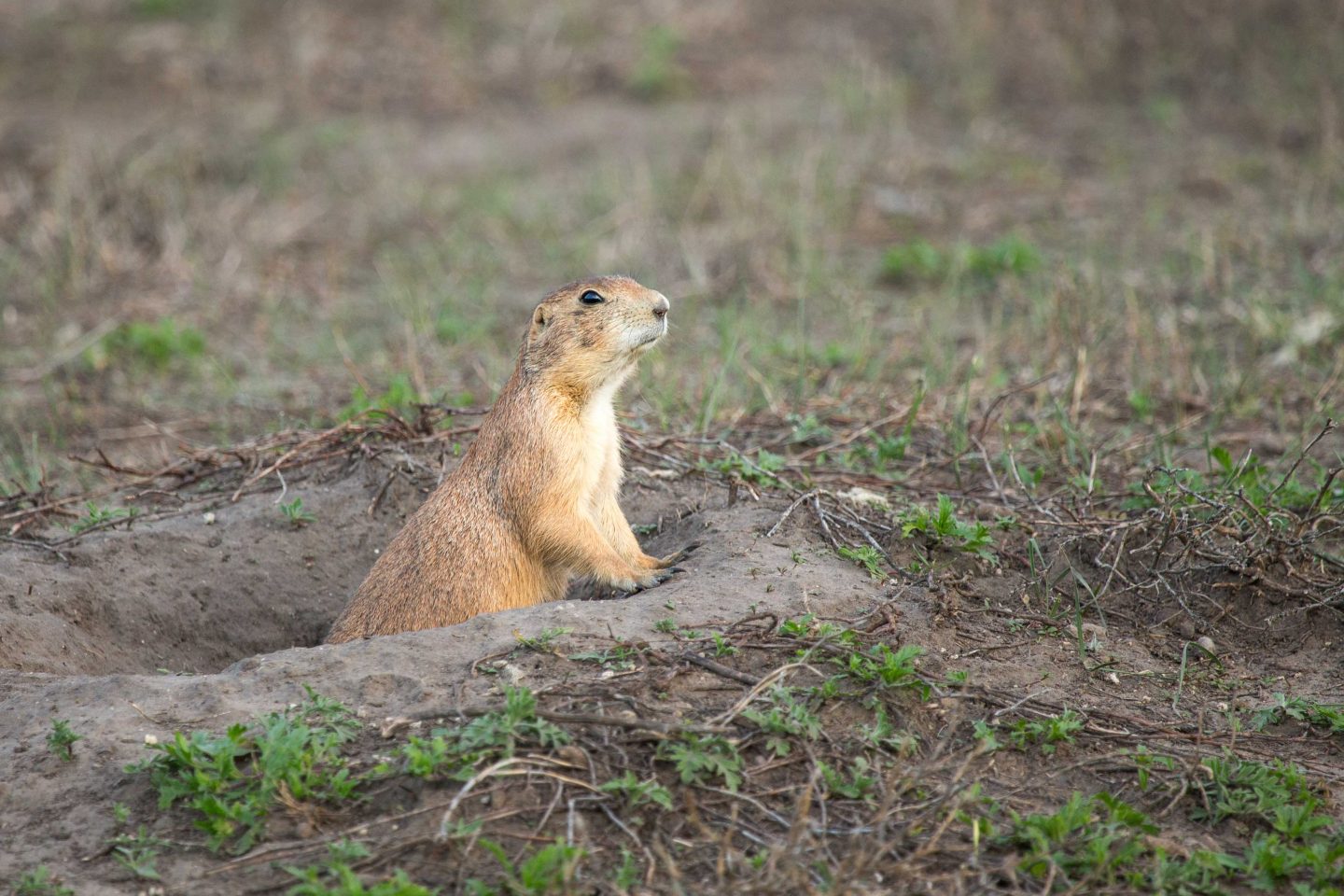 Prairie dog popping outside of a burrow entrance.