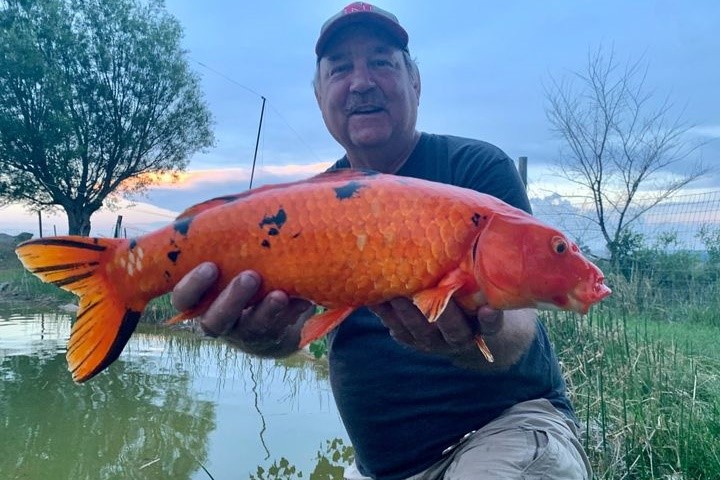 Angler holding a Koi.