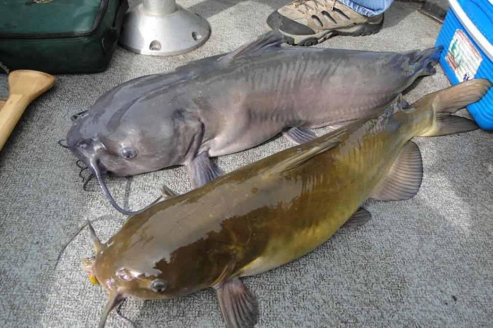 Two channel catfish on boat deck.
