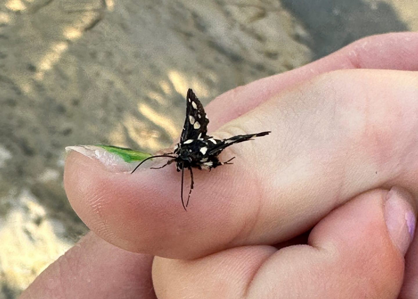 Mournful Thyris Moth