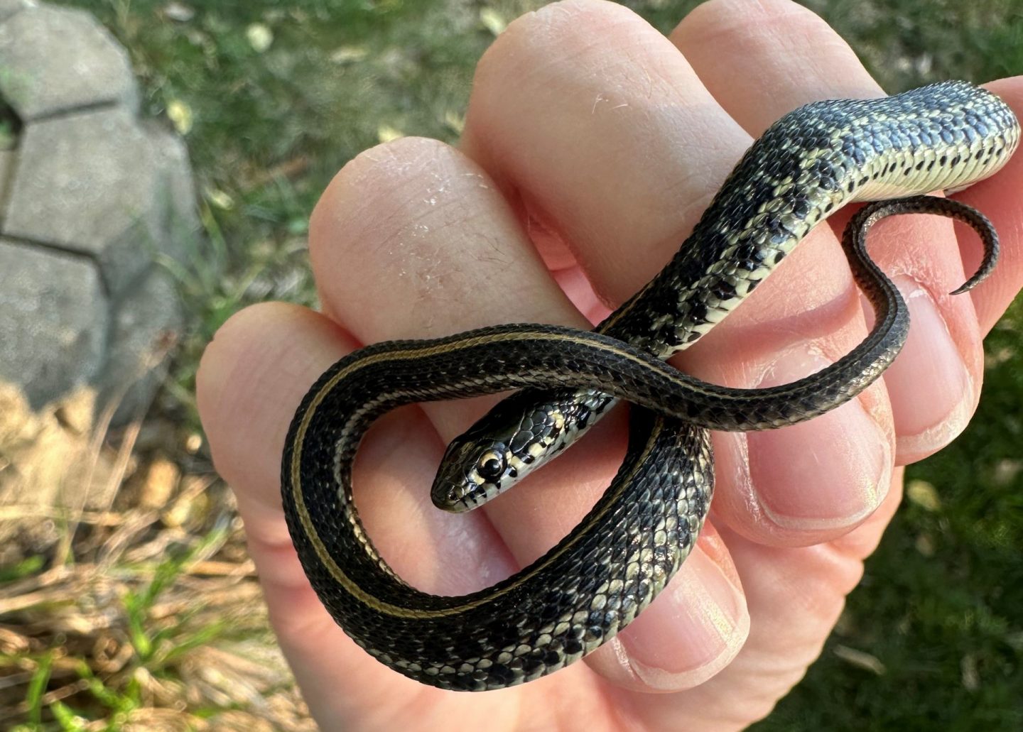 plains garter snake