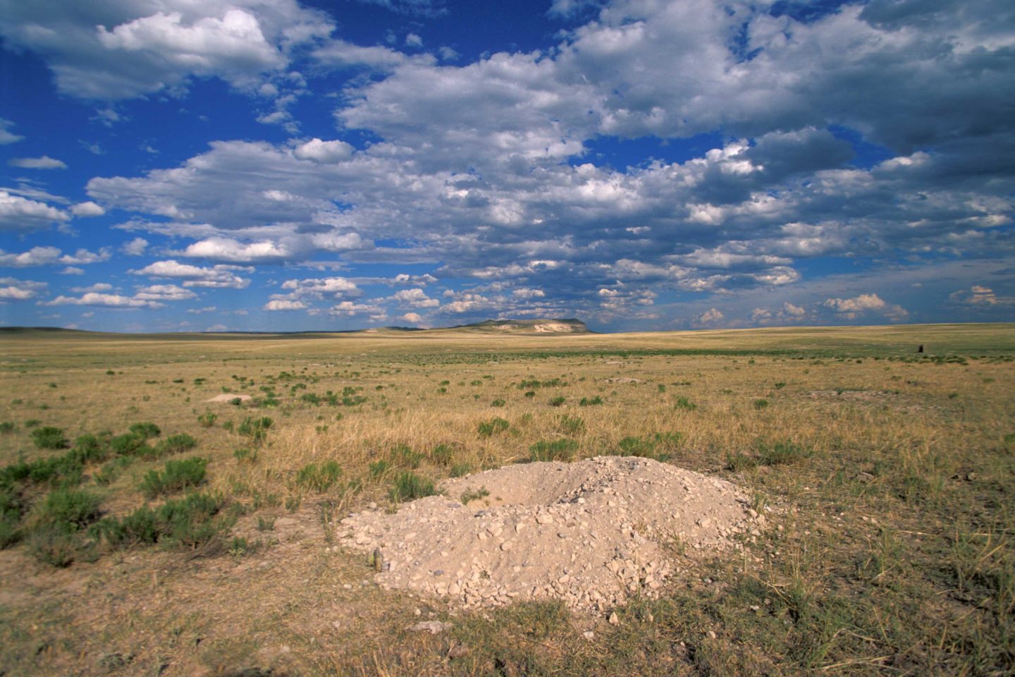 Prairie dog burrow.