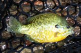Pumpkinseed sunfish in a landing net.