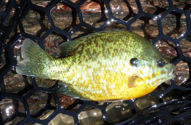 Pumpkinseed sunfish in a landing net.