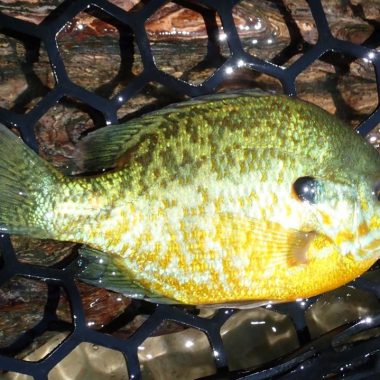 Pumpkinseed sunfish in a landing net.