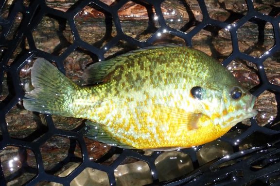 Pumpkinseed sunfish in a landing net.