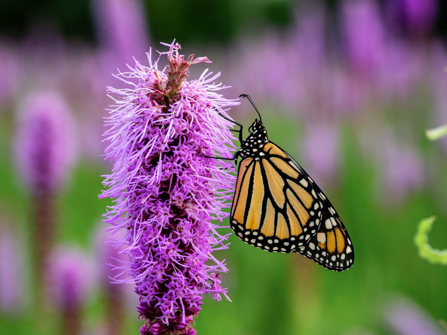 Monarch butterfly on a purple gayfeather plant.