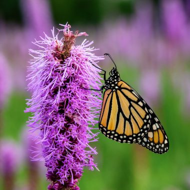 Monarch butterfly on a purple gayfeather plant.