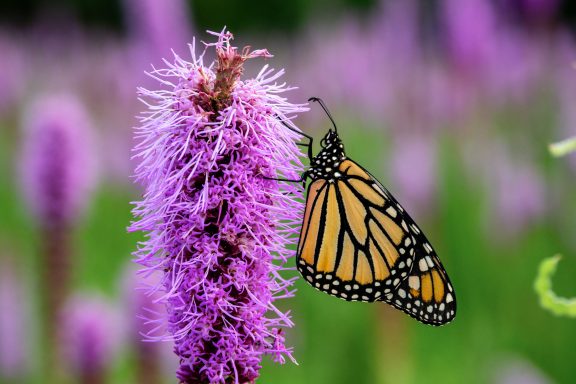 Monarch butterfly on a purple gayfeather plant.