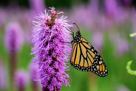 Monarch butterfly on a purple gayfeather plant.
