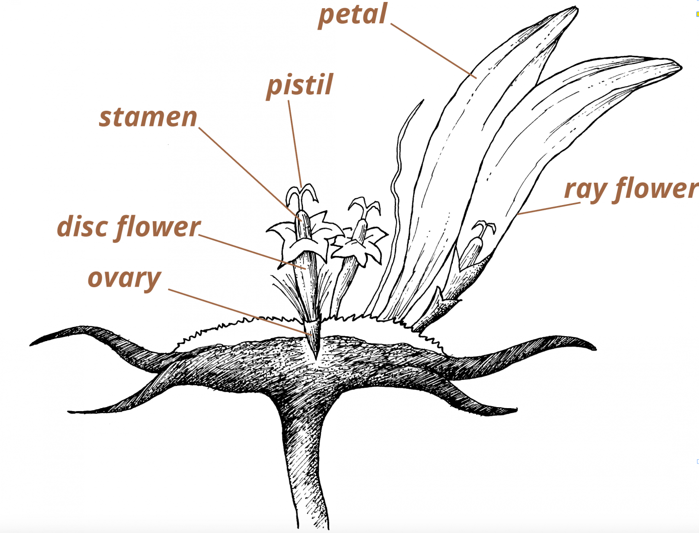 The typical flower structure of a sunflower family member.