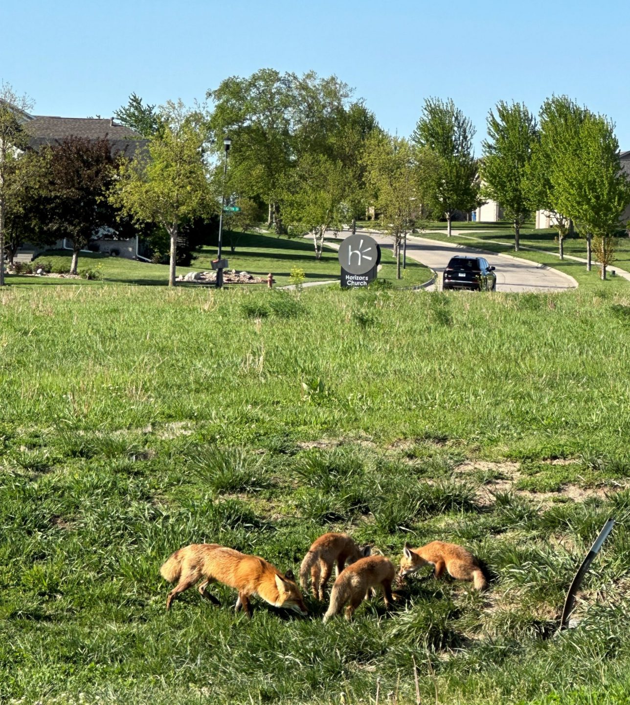 fox family in a neighborhood