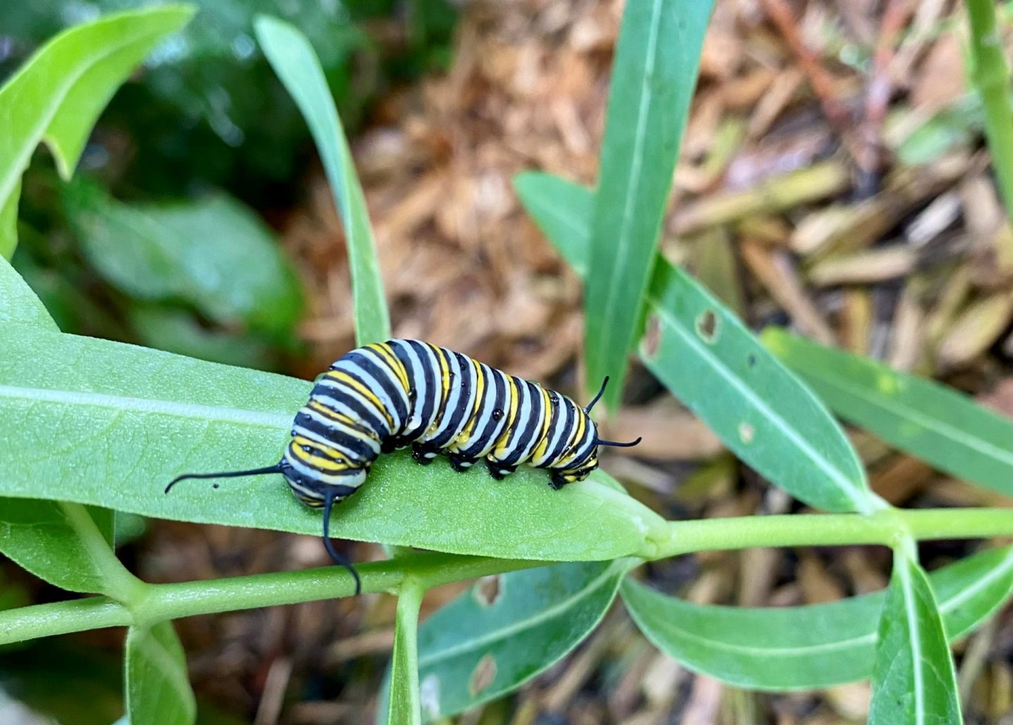 swallowtail caterpillar