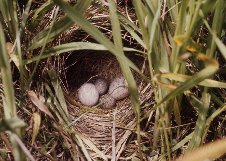 Brown-headed cowbird eggs in a nest with two other eggs from an unknown species.