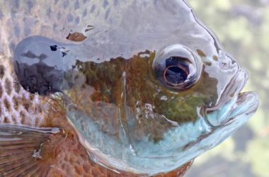 Close up of the head of a male bluegill.