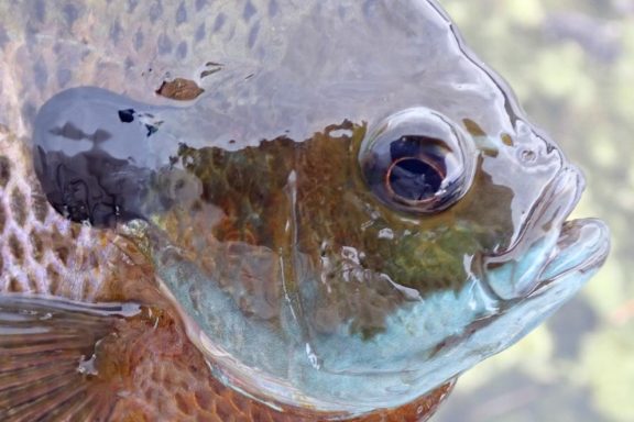 Close up of the head of a male bluegill.