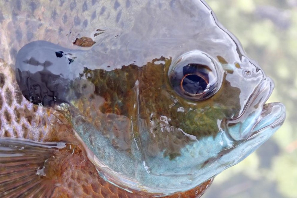 Close up of the head of a male bluegill.
