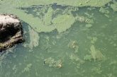 Bluegreen algae on surface of water. Photo by Daryl Bauer, Nebraska Game & Parks Commission.