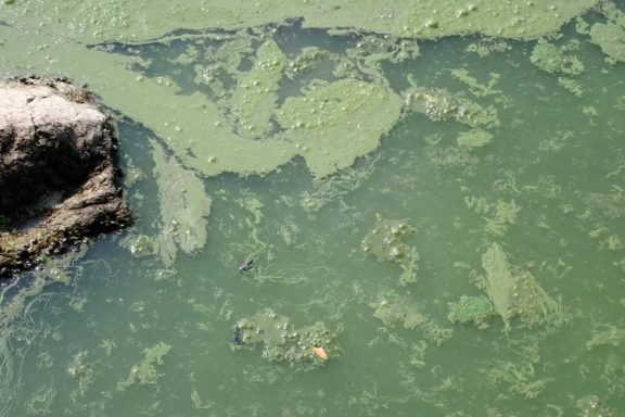 Bluegreen algae on surface of water. Photo by Daryl Bauer, Nebraska Game & Parks Commission.