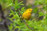 yellow warbler bird