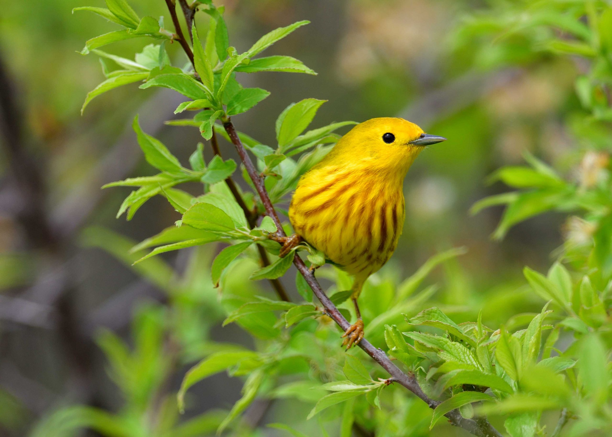 yellow warbler bird