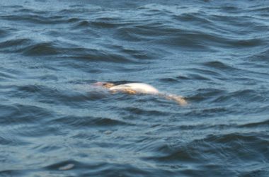 Dead fish floating in water.