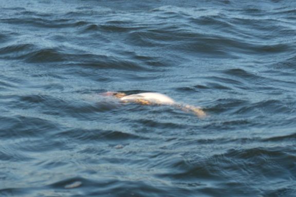 Dead fish floating in water.