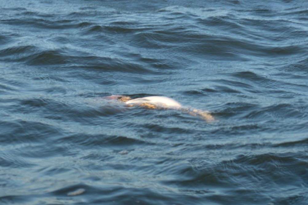 Dead fish floating in water.