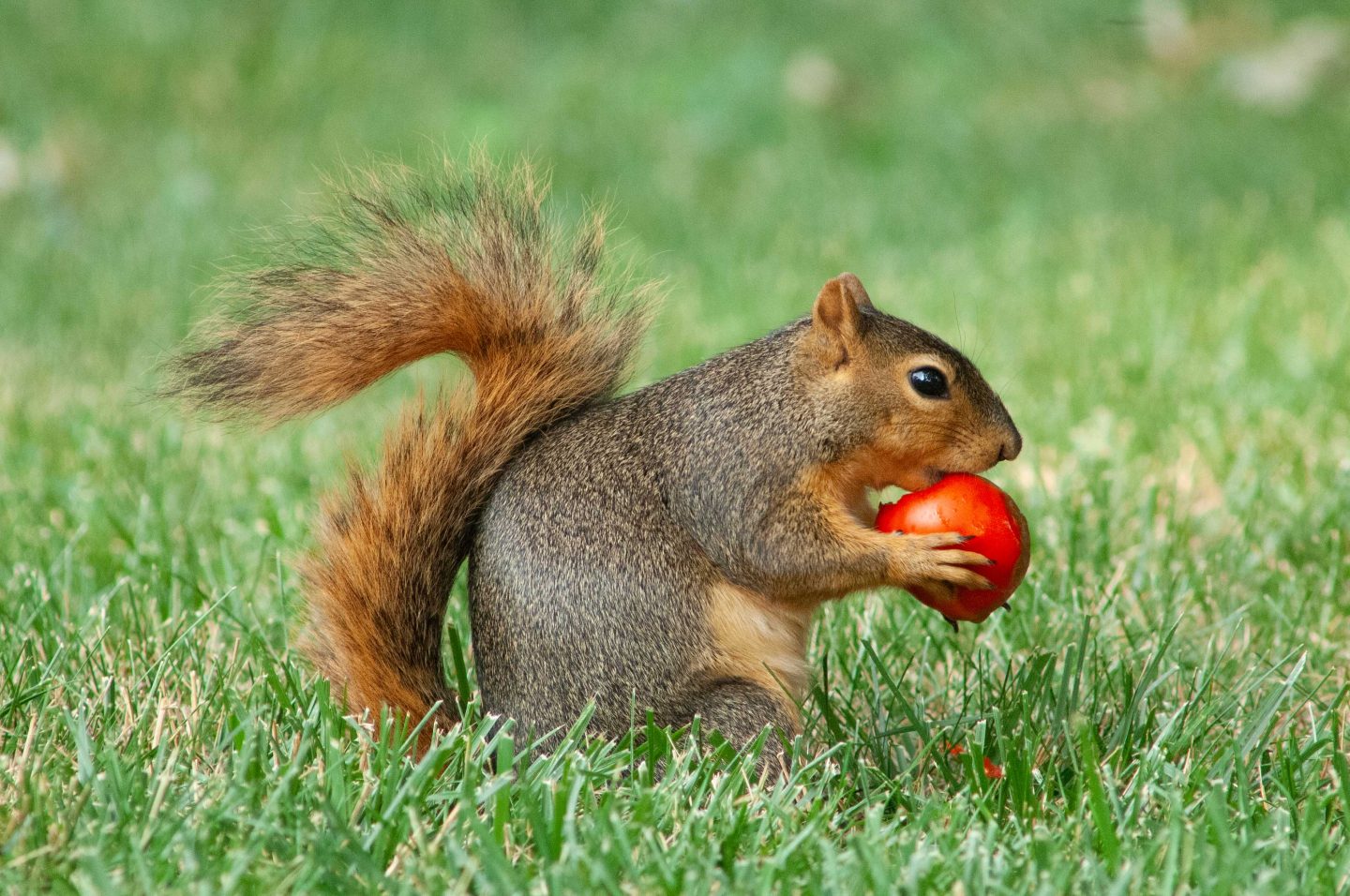 Fox squirrel eating a tomato in a Lincoln back yard.