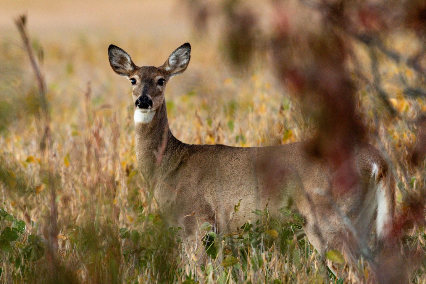 White-tailed deer standing in a bean field.