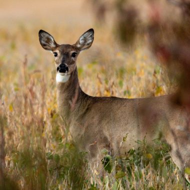 White-tailed deer standing in a bean field.