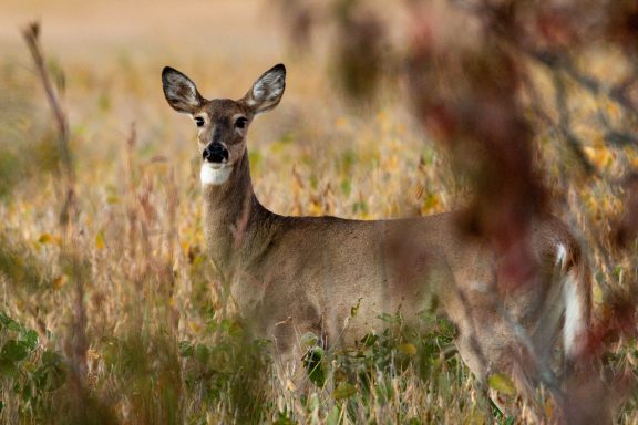 White-tailed deer standing in a bean field.