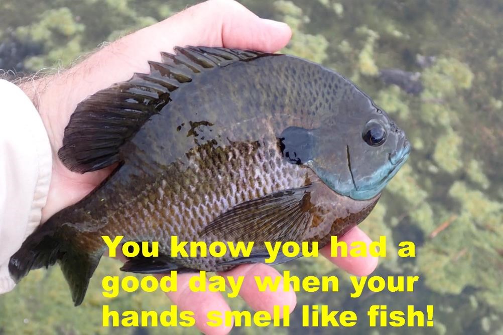 Bluegill in an angler's hand. Photo by Daryl Bauer, Nebraska Game & Parks Commission.