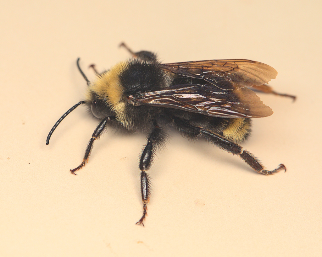 Female cuckoo bumble bee