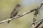 Brown-headed cowbird